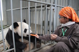 Panda Volunteer Program